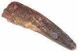 Fossil Spinosaurus Tooth - Real Dinosaur Tooth #383804-1